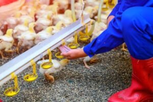 G_Peningkatan Daya Saing Industri Perunggasan Nasional dengan Pemanfaatan Teknologi