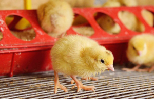anak ayam2