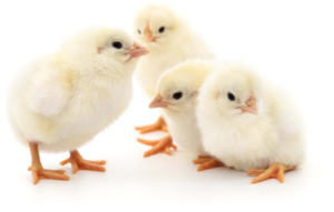 anak ayam