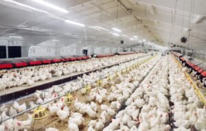3.6 AP Peternak Ayam di Kancah Revolusi Industri 4.0_L