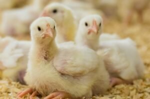 1.9 foto g_Menjawab Tantangan Ketidakseimbangan Perkembangan Produksi dan Konsumsi Produk Perunggasan G