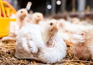 2.9 foto G_Genetika Ayam Ras dan Upaya Mengoptimalkan Potensinya G
