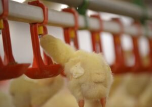 5.4 foto g Tantangan Efisiensi Produksi Bisnis Unggas