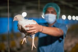 6.1 foto g Japfa Tawarkan Produk Ayam Probiotik Sarat Manfaat