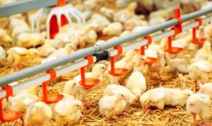 12.3 foto g Kementan Perkuat Rencana Produksi Nasional Ayam Ras Sambut Program Makan Bergizi Gratis