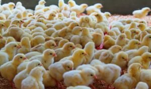 1.4 foto g Transformasi Distribusi DOC Ayam Ras