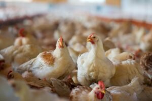 1.5 foto g Kementan Perkuat Pengawasan dan Distribusi Ayam Hidup