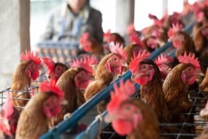 4.5 foto g Membidik Rantai Nilai Ayam, Menyiapkan Klaster Hilirisasi Nasional