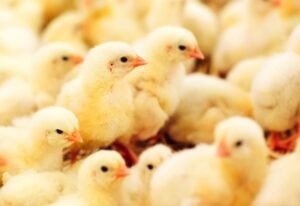 1.6 foto g Pemerintah Pantau Produksi DOC Broiler untuk Jaga Stabilitas Harga Ayam