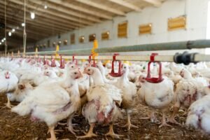 2.7 foto g Antibiotik pada Pakan Ayam telah Diatur Ketat