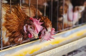 3.7 foto g Memperkuat Kapasitas Pendamping Program Ayam Merah Putih