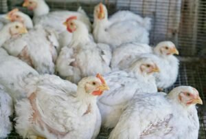 2.9 foto g Menstabilkan Harga Ayam