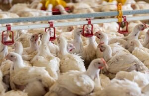 3.2 foto g Program Hilirisasi Ayam Terintegrasi Dimatangkan