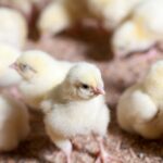 Proyek Perunggasan 20 T Resmi Berjalan, Produksi Daging dan Telur Ayam Nasional Ditingkatkan