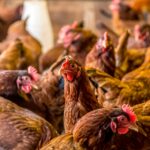 Pengembangan Program Ayam Petelur