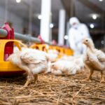 Indonesia Perkuat Standar Kesehatan Hewan di Tengah Pembatasan Impor Unggas Saudi