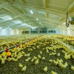 Sinergi Hulu-Hilir Jadi Fokus Pemerintah Kuatkan Industri Perunggasan