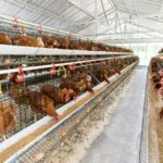 Memperkuat Sinergi dan Mitigasi Risiko dalam Pengembangan Ayam Petelur 2026