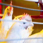 Memperkuat Peternakan sebagai Fondasi Kemandirian Pangan Nasional