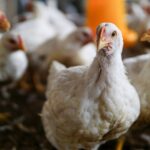 Kementan Perkuat Pengaturan Produksi Ayam, Jaga Harga dan Lindungi Peternak