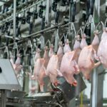 Cold Chain dan Keamanan Produk Unggas