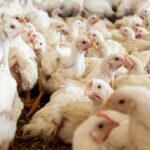 Perunggasan sebagai Infrastruktur Strategis Ketahanan Protein Nasional