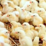 Pembibitan sebagai Arsitek Industri Perunggasan Nasional