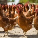 Kesejahteraan Hewan jadi Investasi Masa Depan Industri Perunggasan