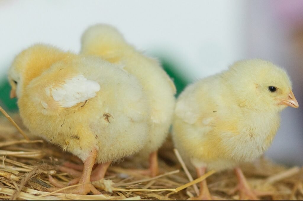 3.9 foto g Realisasi Budidaya Ayam Broiler Capai 1 Juta Ekor, Koperasi LPER dan Japfa