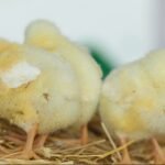 Realisasi Budidaya Ayam Broiler Capai 1 Juta Ekor, Koperasi LPER dan Japfa Perkuat Kemitraan Peternakan Rakyat