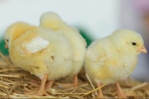 3.9 foto g Realisasi Budidaya Ayam Broiler Capai 1 Juta Ekor, Koperasi LPER dan Japfa