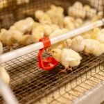 Menjaga Keseimbangan Pasokan dan Permintaan, Memperkuat Perencanaan Produksi Perunggasan Berbasis Data